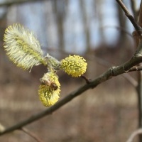 Kółko fotograficzne (4)